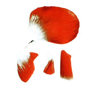 ǰ 